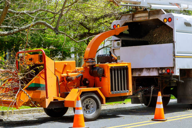 Trusted Dundee, NY Tree Removal and Landscaping Services Experts